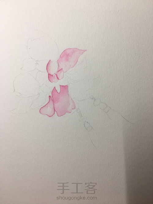 古风芙蓉 水彩 第2步