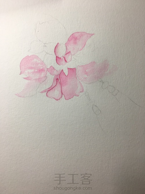 古风芙蓉 水彩 第3步