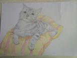 猫咪彩铅手绘