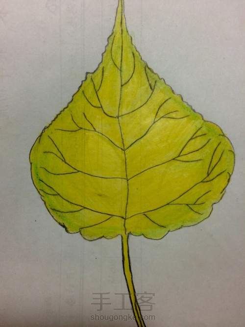 树叶的简单画法 第3步