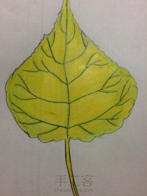 树叶的简单画法 第4步