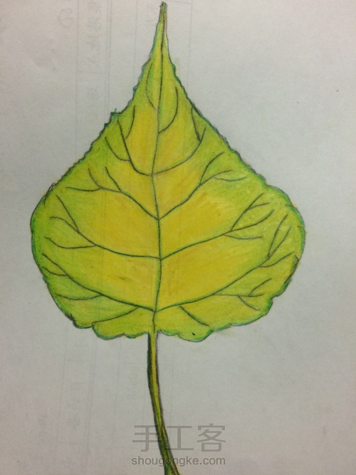 树叶的简单画法 第5步