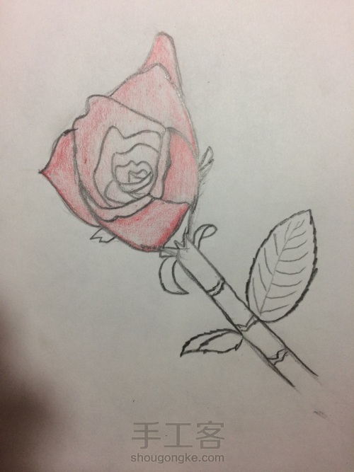 玫瑰的画法 第3步