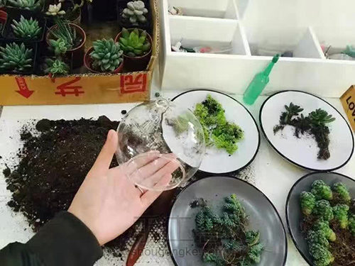 优加手作制作一款独特的多肉微景观，打造多肉的微世界 第1步