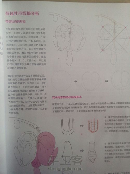 荷包牡丹 第2步