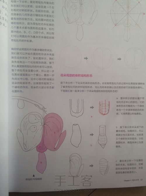 荷包牡丹 第3步