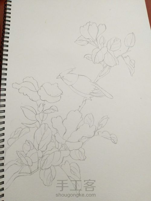 手绘彩铅花鸟 第1步