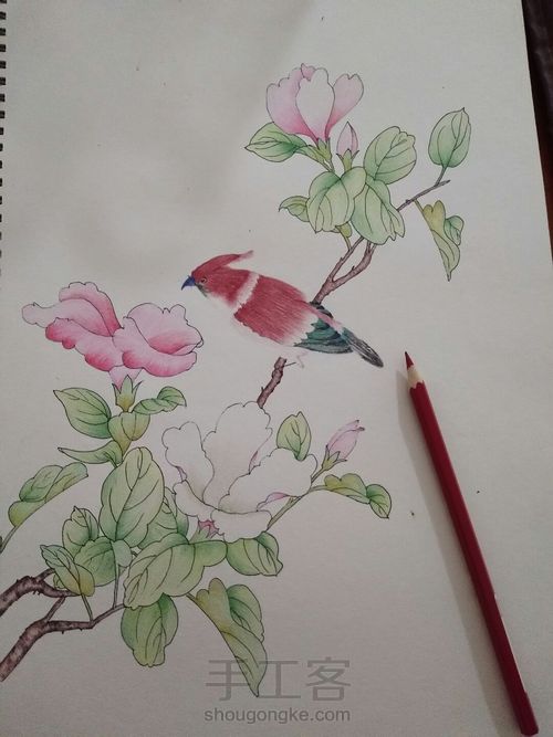 手绘彩铅花鸟 第12步