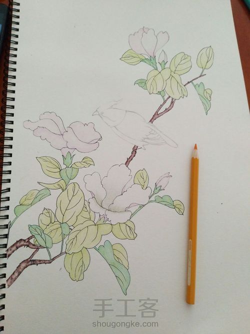 手绘彩铅花鸟 第8步