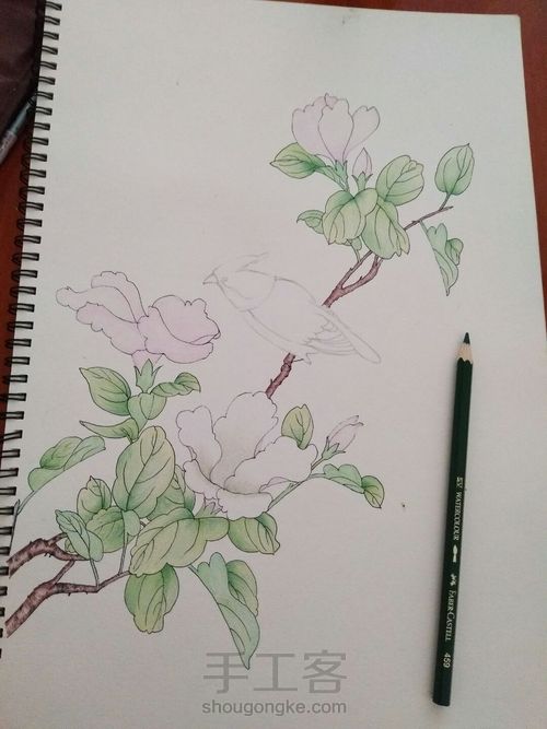 手绘彩铅花鸟 第9步