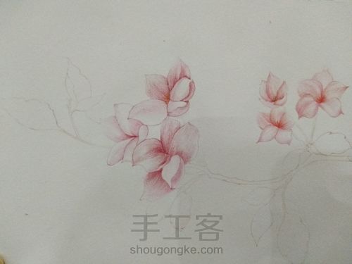 彩铅花卉 第3步