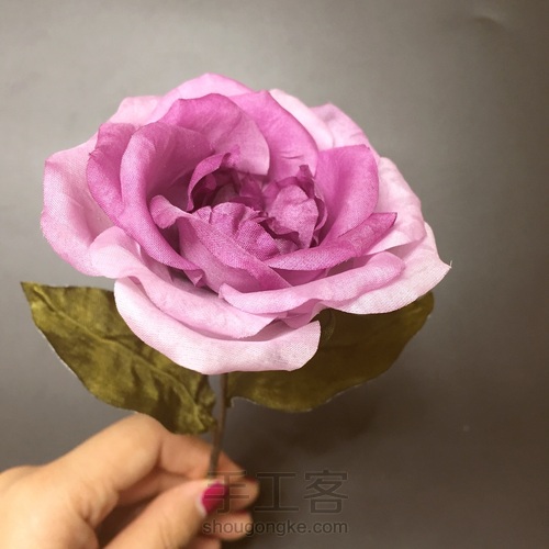 属于你的芬芳 —— 奥斯汀玫瑰 第4步