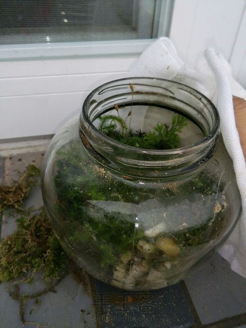 苔藓微景观 第11步