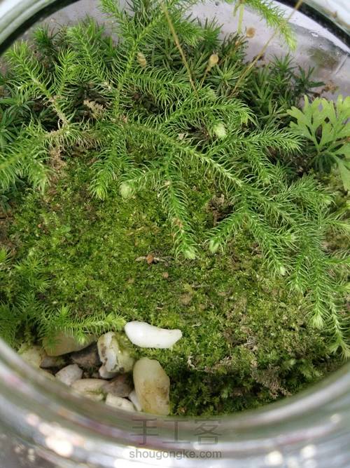 苔藓微景观 第9步