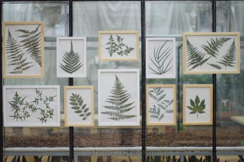 植物标本挂画 第1步