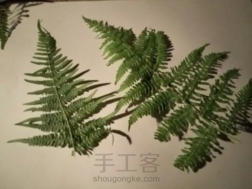 植物标本挂画 第2步