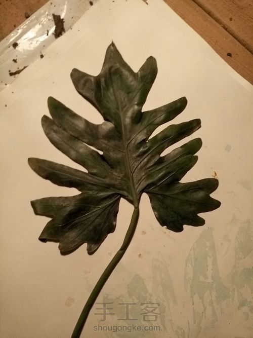 植物标本挂画 第3步