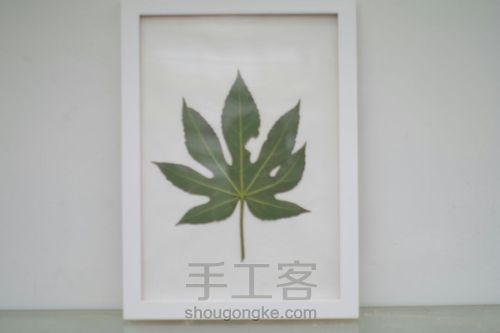 植物标本挂画 第7步