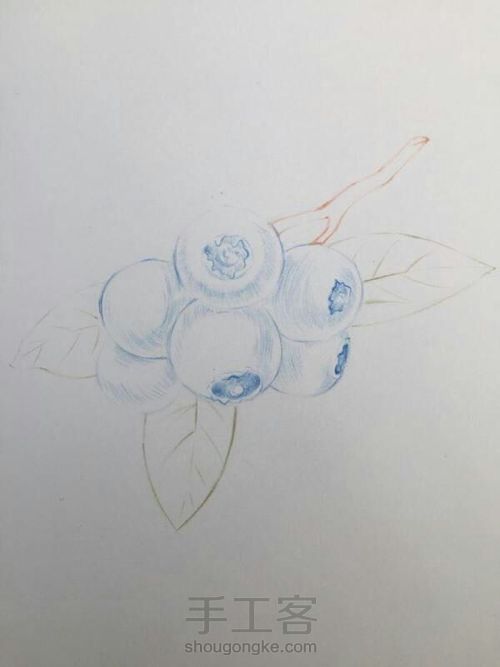 彩铅蓝莓 第3步