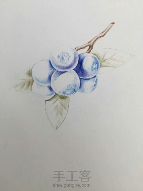 彩铅蓝莓 第5步