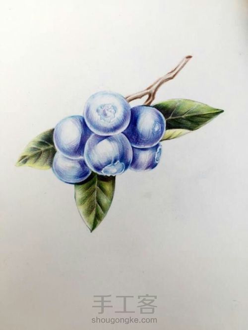 彩铅蓝莓 第7步