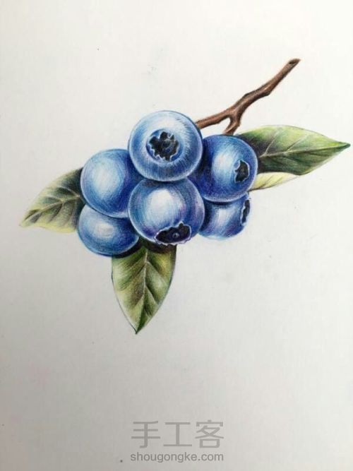 彩铅蓝莓 第9步