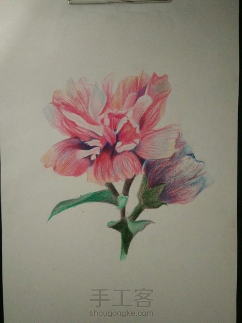 花卉――木槿花 第8步