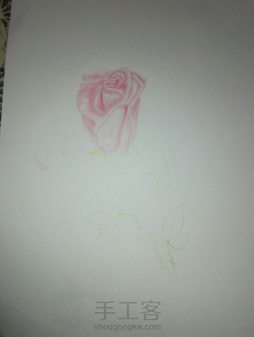 彩铅玫瑰手绘 第3步
