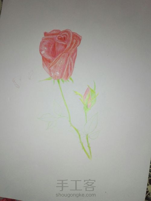 彩铅玫瑰手绘 第5步