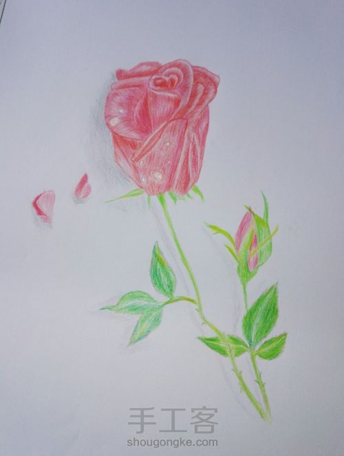 彩铅玫瑰手绘 第6步