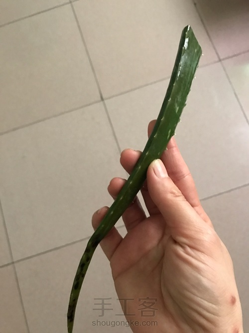 自制芦荟珍珠面膜 第1步