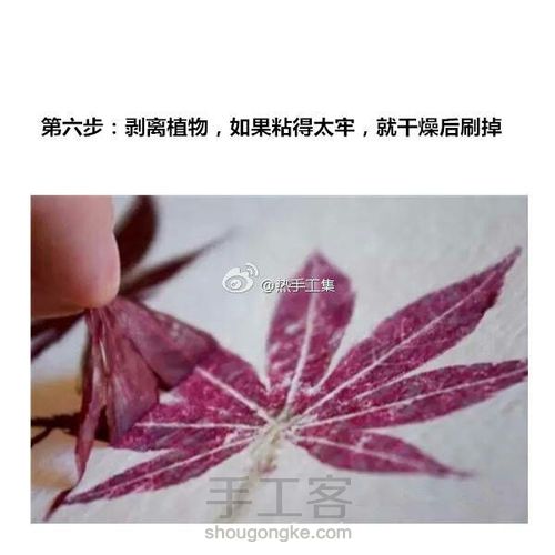 植物拓印超详细教程（转） 第7步