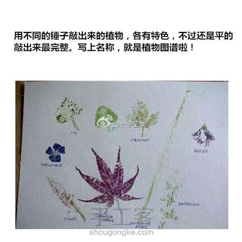 植物拓印超详细教程（转） 第9步