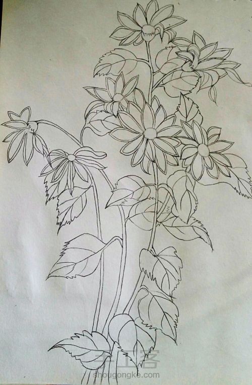 钢笔手绘花朵 第4步