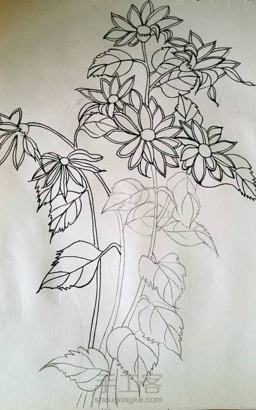 钢笔手绘花朵 第5步