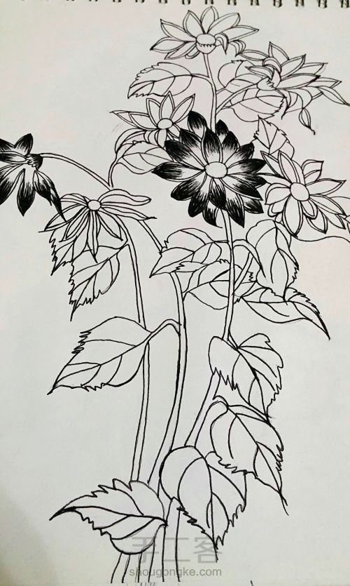 钢笔手绘花朵 第6步