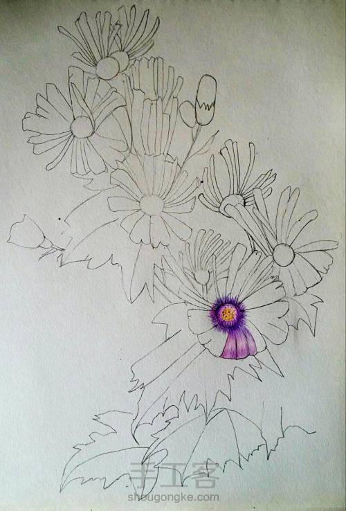 彩铅手绘花朵 第6步