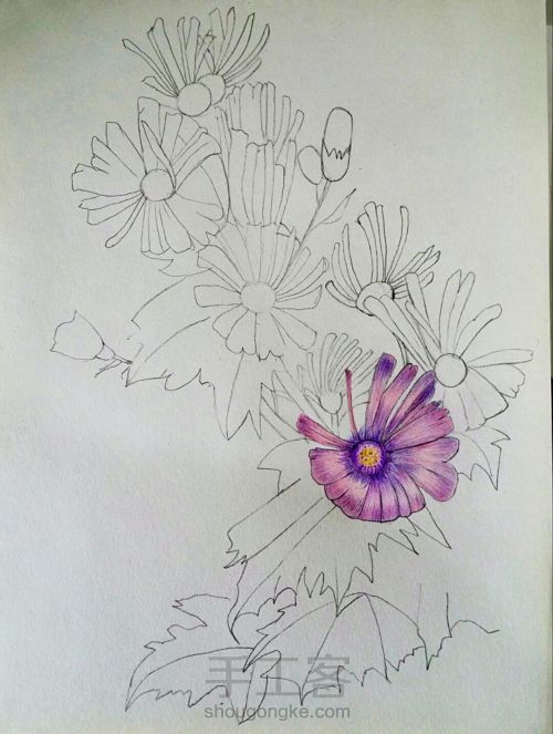 彩铅手绘花朵 第7步
