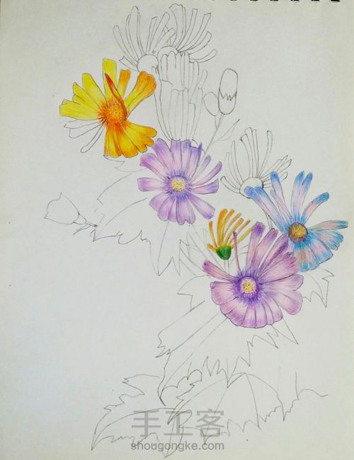 彩铅手绘花朵 第8步