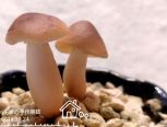 【萌新乖】树脂粘土做随性的蘑菇