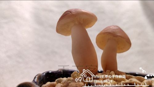 【萌新乖】树脂粘土做随性的蘑菇 第6步