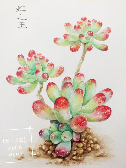 【幺幺自造】多肉图谱之2: 虹之玉 第1步