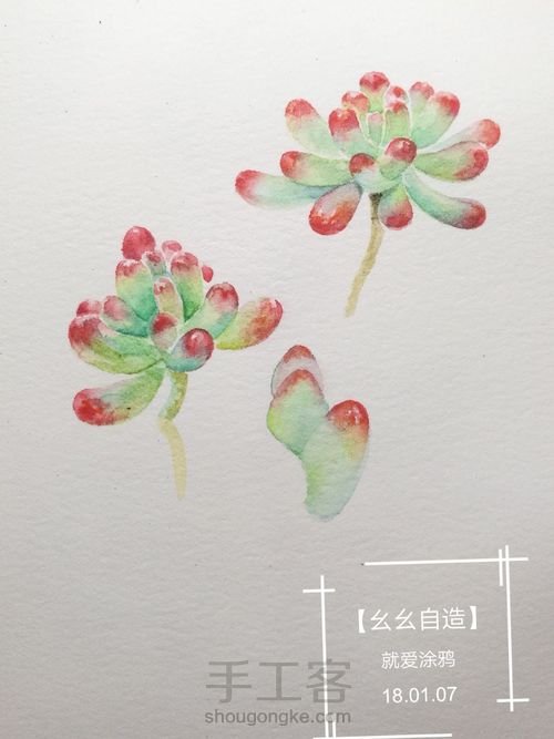 【幺幺自造】多肉图谱之2: 虹之玉 第11步