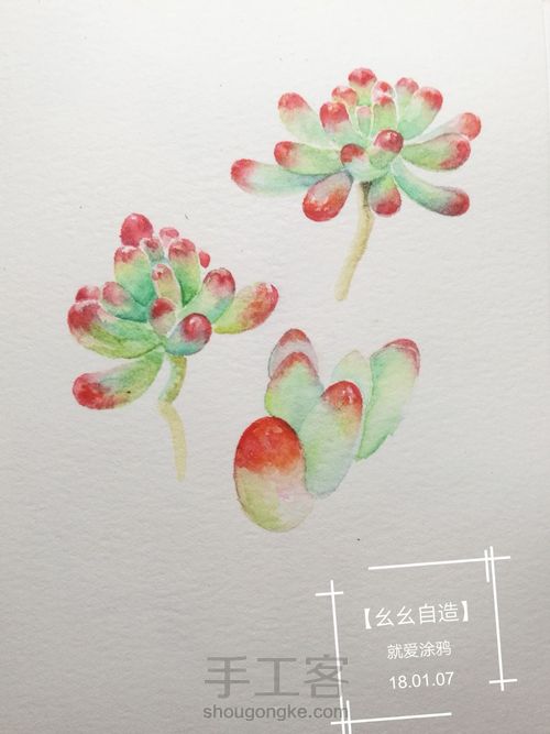 【幺幺自造】多肉图谱之2: 虹之玉 第12步