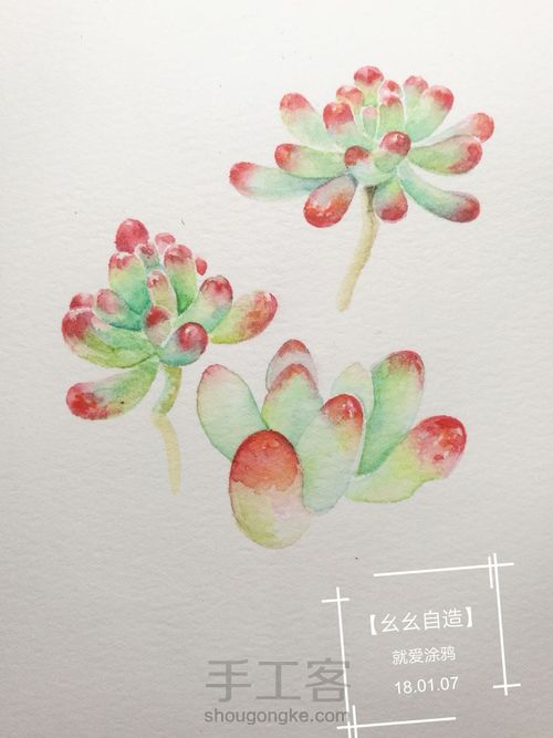 【幺幺自造】多肉图谱之2: 虹之玉 第13步