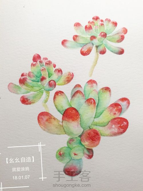 【幺幺自造】多肉图谱之2: 虹之玉 第16步