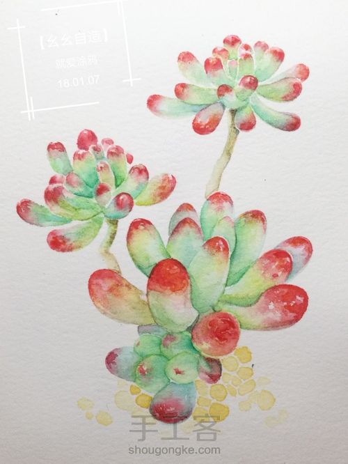 【幺幺自造】多肉图谱之2: 虹之玉 第17步