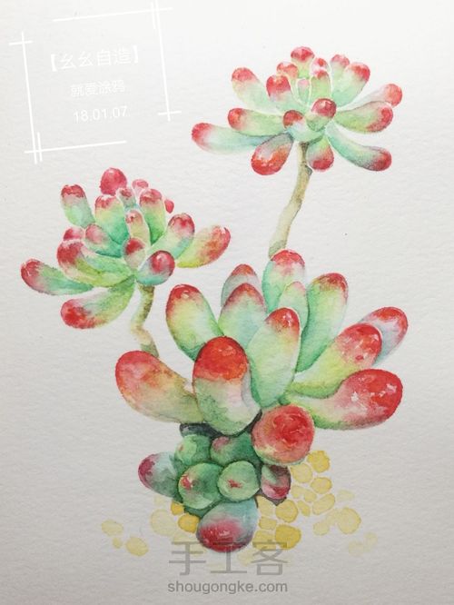 【幺幺自造】多肉图谱之2: 虹之玉 第18步