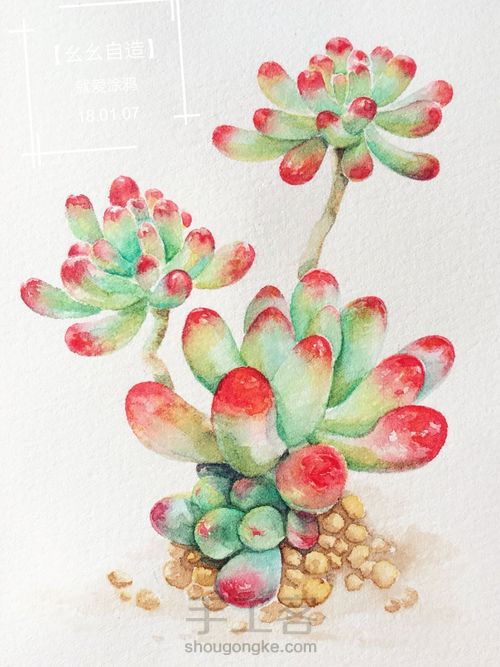 【幺幺自造】多肉图谱之2: 虹之玉 第19步