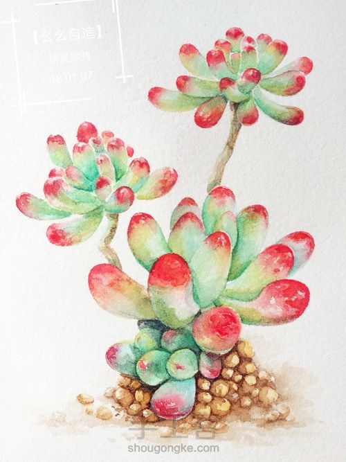 【幺幺自造】多肉图谱之2: 虹之玉 第20步